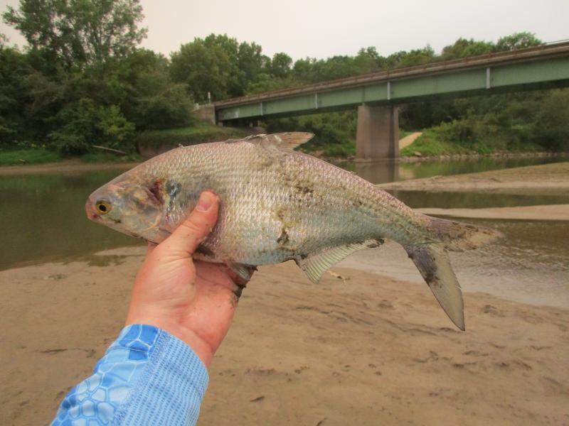 Shad, Gizzard Perc30